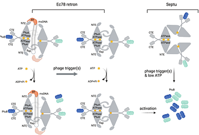 Structural Basis for Retron Co-option of Anti-phage ATPase-nuclease
