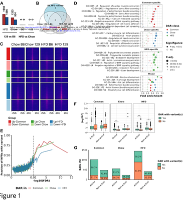 Transcription factor occupancy is affected by genetic variation in the white adipose tissue of C57BL6/j and 129S1/SvImJ mice