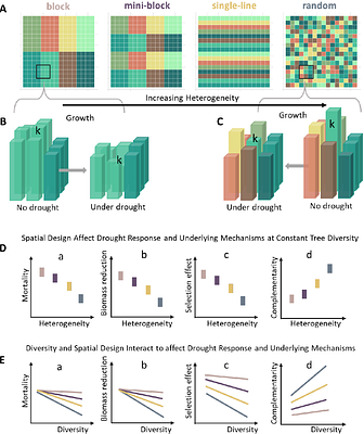 Mitigating consecutive drought impacts on forest productivity through strategic tree species spatial design
