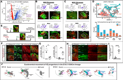 Morphogenetic Patterning During Regional and Cell Type Specification in the Embryonic Basal Ganglia