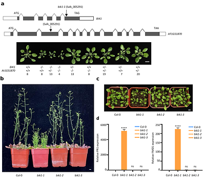 New alleles of Arabidopsis BIK1 reinforce its predominant role in pattern-triggered immunity and caution interpretations of other reported functions