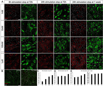 Deciphering the dynamic proteome of multiciliated cells