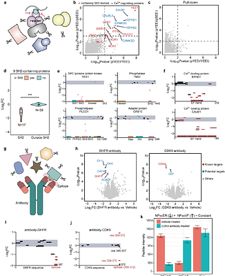 A peptide-centric local stability assay to unveil protein targets of diverse ligands