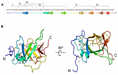 Structural similarities reveal an expansive conotoxin family with a two-finger toxin fold