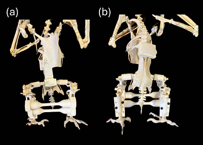 Sundoli: A necro(w)bot with multi-stiffness joints built using geared mechanical metastructures