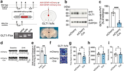 Glutamatergic Dysfunction of Astrocytes in Paraventricular Nucleus of Thalamus Contributes to Adult Anxiety Susceptibility in Adolescent Ethanol Exposed Mice