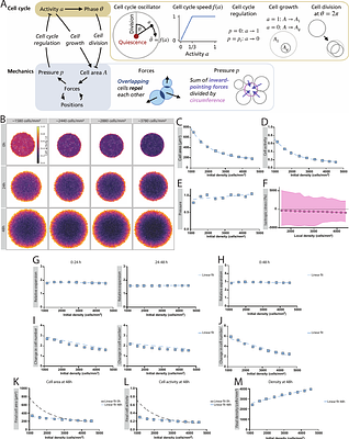 Mechanical memory of confinement pressure governs expansion size in epithelial monolayers