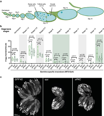 Ovary-Derived Signals Align Protein Appetite with Oogenesis