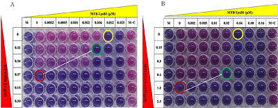 MTB-LysB1: A Novel Endolysin Against Multidrug-resistant Mycobacterium tuberculosis