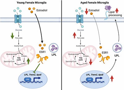 Altered Metabolism and DAM-signatures in Female Brains and Microglia with Aging