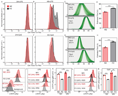 Marginal zone and follicular B cells respond differently to TLR4 and TLR9 stimulation