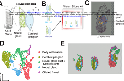 Spatial transcriptomic landscape of the Ciona adult brain: functional zonalisation and cellular composition in a sessile chordate brain and a novel insight into neural gland function
