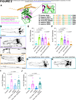 NDR kinase SAX-1 controls dendrite branch-specific elimination during neuronal remodeling in C. elegans