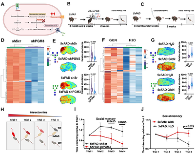 Hyper-Glycosylation as a Central Metabolic Driver of Alzheimers Disease