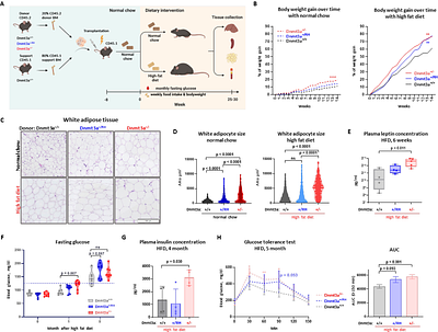 Clonal hematopoiesis driven by Dnmt3a mutations promotes metabolic disease development
