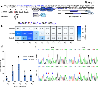 A Compact Base Editor Rescues AATD-associated Liver and Lung Disease in Mouse Models