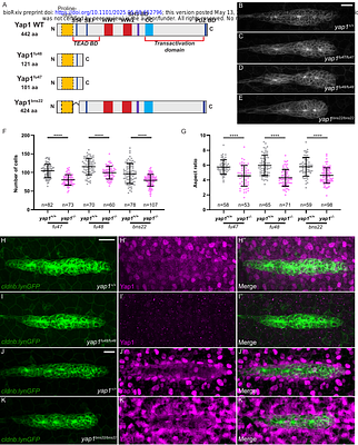 Vgll4 Proteins limit Organ Size in Zebrafish through Yap1-Dependent and -Independent Mechanisms