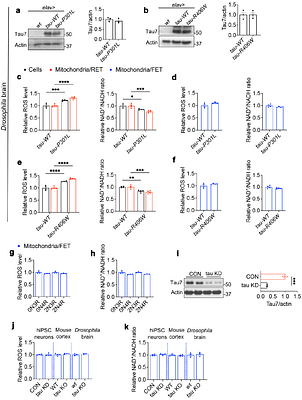 Tau-induced mitochondrial reverse electron transport drives neurodegeneration