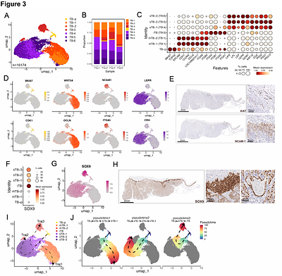 Cellular and Immune Adaptations at the Maternal-Fetal Interface in Bats
