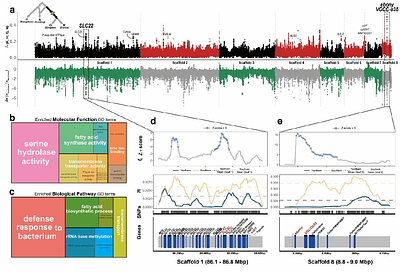 A deep population stratification and ongoing local adaptations of the range-expanding lovebug Plecia longiforceps