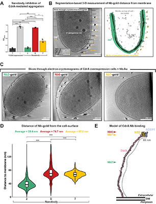 Structural basis of biofilm formation mediated by the Pseudomonas aeruginosa fibrillar adhesin CdrA