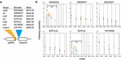 Intact protein barcoding enables one-shot identification of CRISPRi strains and their metabolic state
