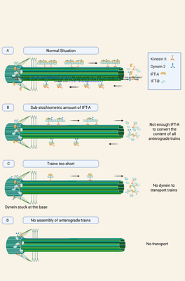 The IFT-A complex plays a major role in the assembly of anterograde intraflagellar transport trains