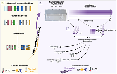 Tracking polygenic adaptation: phenotypic stasis after rapid adaptation in large populations of Drosophila