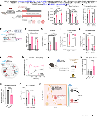 MEK-dependent bioenergetic demand drives terminal CD8+ T cell exhaustion