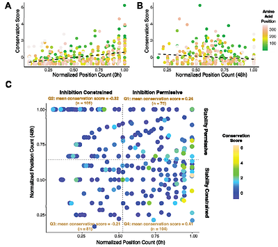 Thermodynamics and selection of the plasminogen activator inhibitor-1 latency transition