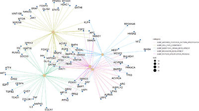 WayFindR: Investigating Feedback in Biological Pathways