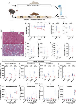 A Platform for Mitochondrial Profiling in Enriched Kidney Segments Under Thermodynamic Control