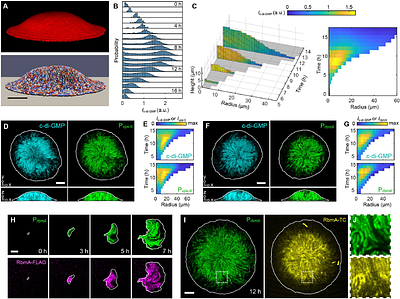 Single-cell imaging reveals spontaneous phenotypic sorting and bet-hedging in developing biofilms