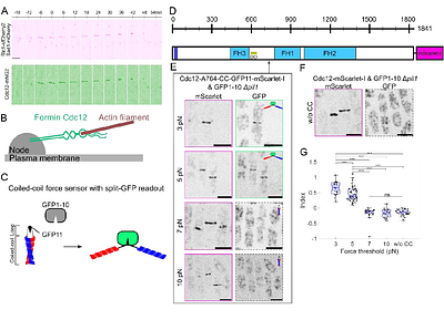 Mechanisms of force transmission on cytokinesis Formin Cdc12 in fission yeast revealed by coiled-coil force sensors