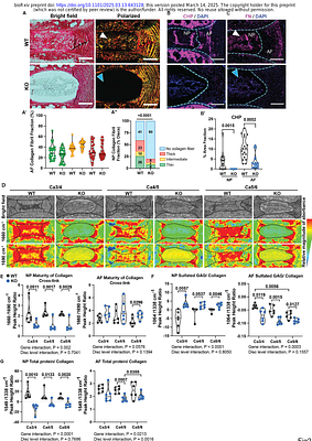 SDC4 drives fibrotic remodeling of the intervertebral disc under altered spinal loading
