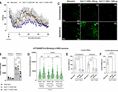 Analgesic actions of Intrathecal NaV 1.7 antisense in rats: loss of antagonist channel binding, message depletion, and neuraxial distribution of oligonucleotide
