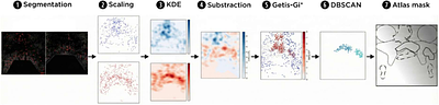 Recurrent neuronal loops between medial prefrontal cortex and ventral tegmental area display sex-specific spatial reorganization in response to stress
