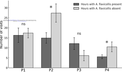 Chronoecological interactions: Temporal niche-switching by black-striped mice after agonistic food competition with a dominant sympatric mouse species