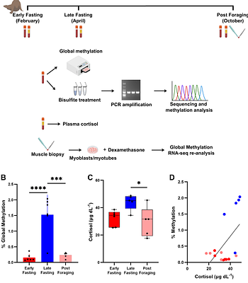 Prolonged fasting and glucocorticoid exposure drive dynamic DNA methylation in elephant seals