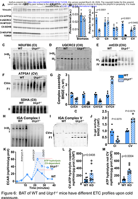 Chronic cold exposure induces plasticity of mitochondrial calcium uptake in beige and brown fat of UCP1-deficient mice.