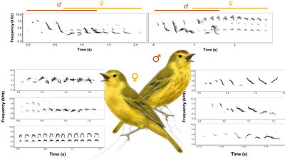 Solo songs, duets, and territory defense across seasons in female Galapagos Yellow Warblers (Setophaga petechia aureola)