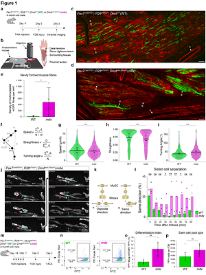 Impaired stem cell migration and divisions in Duchenne Muscular Dystrophy revealed by live imaging