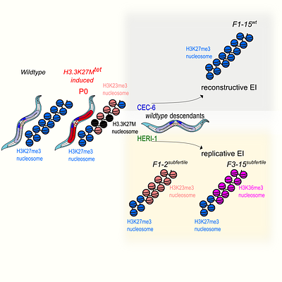 Transgenerational maintenance of H3K27me3 heterochromatin is balanced by chromodomain proteins in Caenorhabditis elegans
