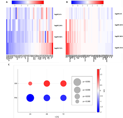 Targeted degradation of 	Drosophila FOG homolog U-shaped mimics macrophage transdifferentiation in S2 cells