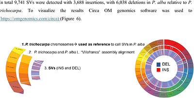 High-Quality PacBio Genome Assembly of Populus alba L. Villafranca