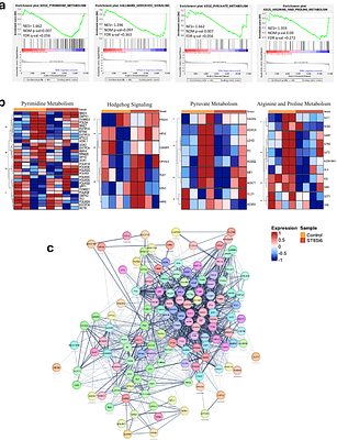 Engineering sialylation in pigs: A promising strategy for overcoming xenograft rejection and revolutionizing organ transplantation.