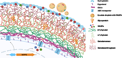 Non-ribosomal Peptides as Structural Determinants of Fungal Hydrophobicity