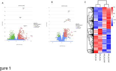 The response of the skeletal muscle transcriptome to exercise in chronic kidney disease