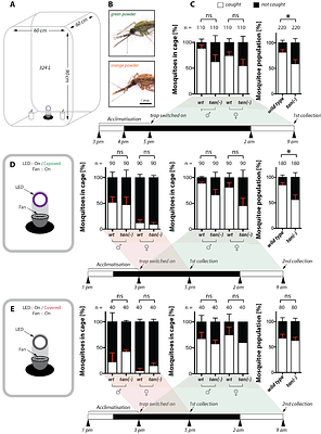Genetic ablation of visual perception reveals behaviour changes in male and female malaria mosquitoes