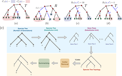 Optimal Tree Metric Matching Enables Phylogenomic Branch Length Reconciliation